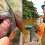 HUITOTO PROGRAM 4 DAYS 3 NIGHTS - An In-Depth Look at the Huitoto Program