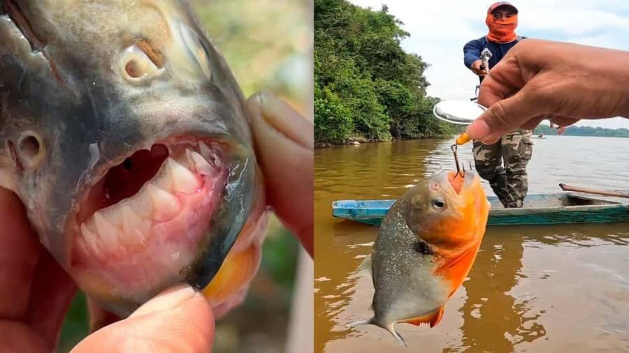 HUITOTO PROGRAM 4 DAYS 3 NIGHTS - An In-Depth Look at the Huitoto Program