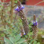 Hummingbird Watching Private Tour (4 Hrs.) - Practical Tips for Travelers