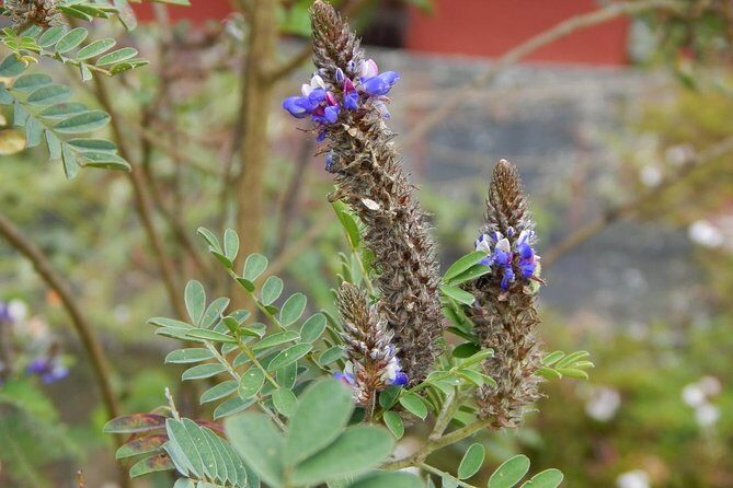 Hummingbird Watching Private Tour (4 Hrs.) - Practical Tips for Travelers