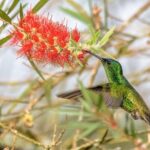 Hummingbirds of Colombia mini tour. 3d/2n - Who Is This Tour Best Suited For?