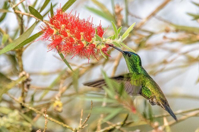 Hummingbirds of Colombia mini tour. 3d/2n - Who Is This Tour Best Suited For?