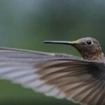 Hummingbirds of the Sacred Valley - Cusco - FAQ