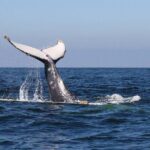 Humpback whales Watching + Samana Eco-Tour - A Deep Dive into the Samana Eco-Tour Experience