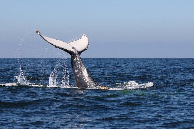 Humpback whales Watching + Samana Eco-Tour - A Deep Dive into the Samana Eco-Tour Experience