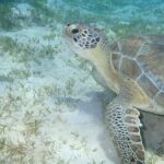 I Like Turtles Private Sailing and Snorkeling from Sapphire - Why This Tour Offers Good Value