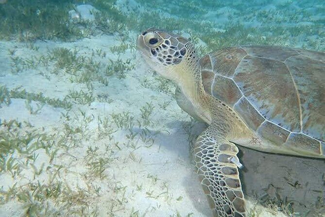 I Like Turtles Private Sailing and Snorkeling from Sapphire - Why This Tour Offers Good Value