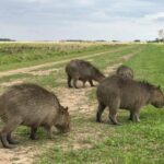 Ibera Safari - Final Thoughts