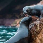 Ica: Ballestas Islands and Paracas National Reserve Day Trip - Who Should Consider This Tour?