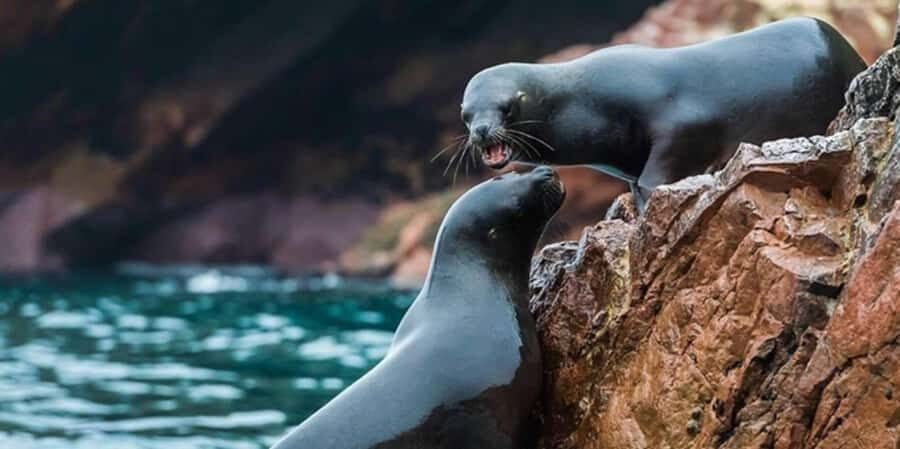 Ica: Ballestas Islands and Paracas National Reserve Day Trip - Who Should Consider This Tour?