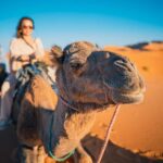 Ica / Huacachina: Camel Ride in the Peruvian Desert - Who Should Consider This Tour?