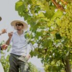 Ica: Pisco Tour | Tacama, Arrabal, Bodega Lovera | - Who Is This Tour Best For?