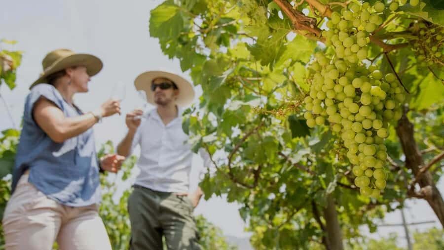 Ica: Pisco Tour | Tacama, Arrabal, Bodega Lovera | - Who Is This Tour Best For?