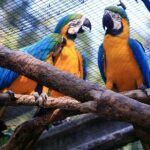 Iguassu Bird Park - Tickets Included - An In-Depth Look at the Iguassu Bird Park Experience