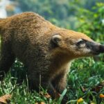 Iguazu Falls Private Tour Argentinean side with Navigation option - Authentic Experiences and Authentic Views