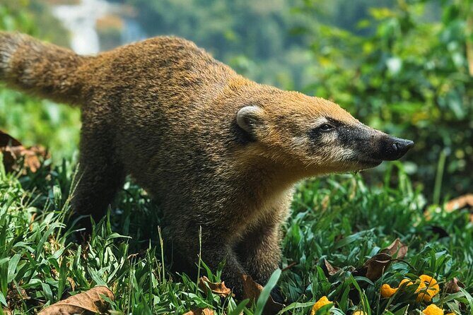 Iguazu Falls Private Tour Argentinean side with Navigation option - Authentic Experiences and Authentic Views