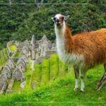Inca Trail 2 days to Machu Picchu - The Experience in Detail