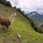 Inca Trail Trek to Machu Picchu - 2 Days (Small Group or Private) - Who Should Consider This Tour?