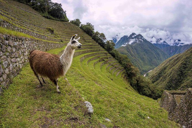 Inca Trail Trek to Machu Picchu - 2 Days (Small Group or Private) - Who Should Consider This Tour?