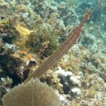 Incredible Negril Guided Snorkeling To Reef, Anchor, and Cannon - An In-Depth Look at the Negril Guided Snorkeling Tour