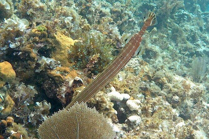 Incredible Negril Guided Snorkeling To Reef, Anchor, and Cannon - An In-Depth Look at the Negril Guided Snorkeling Tour