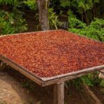 Indigenous territory and Bribri Falls Talamanca, Costa Rica - Who Should Consider This Tour?