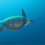 Introduction Shore Dive with Scubaçao (2 dives) - The Dive Experience: What to Expect