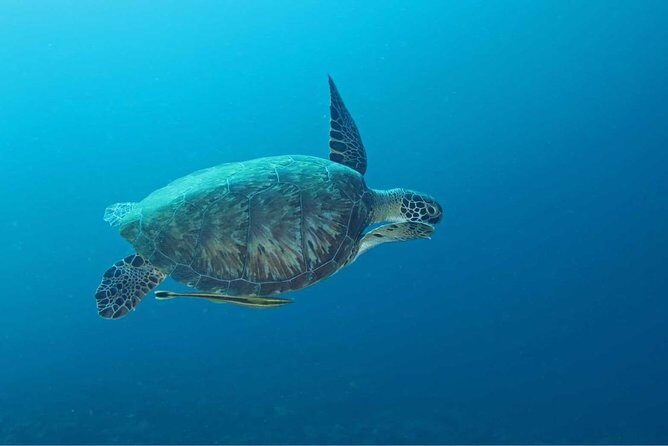 Introduction Shore Dive with Scubaçao (2 dives)