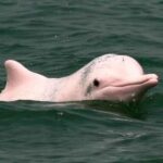 Iquitos: 2 days in the Amazon, a natural wonder of the world - What Makes This Tour Stand Out?