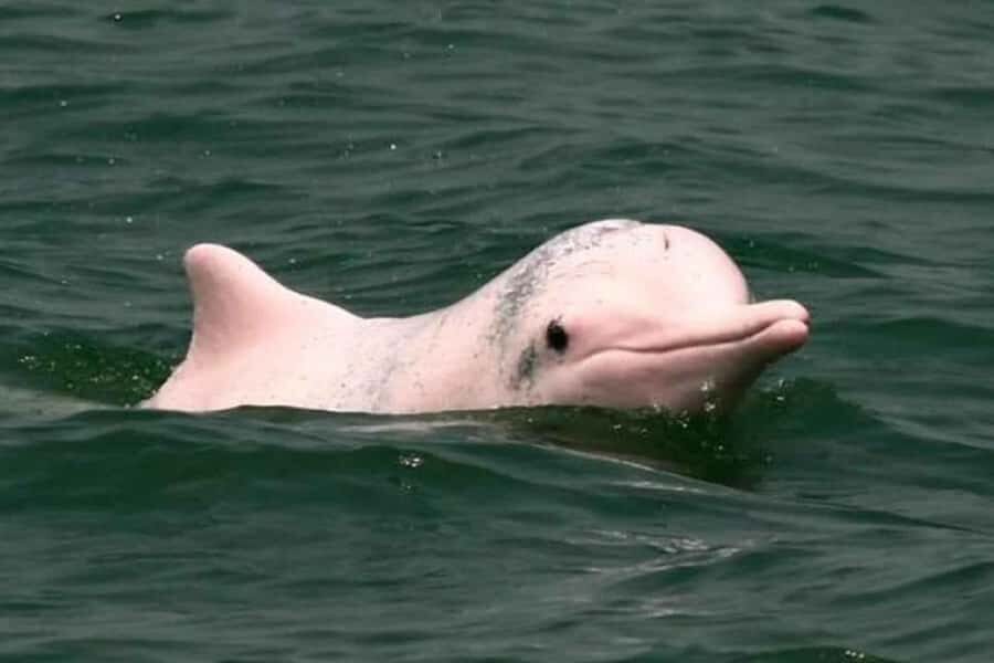 Iquitos: 2 days in the Amazon, a natural wonder of the world - What Makes This Tour Stand Out?