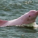 Iquitos || 2 days in the Amazon, natural wonder of the world - FAQs