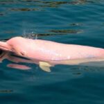 Iquitos || 2D in the Amazon, a natural wonder of the world - Exploring the Amazon: A Detailed Review