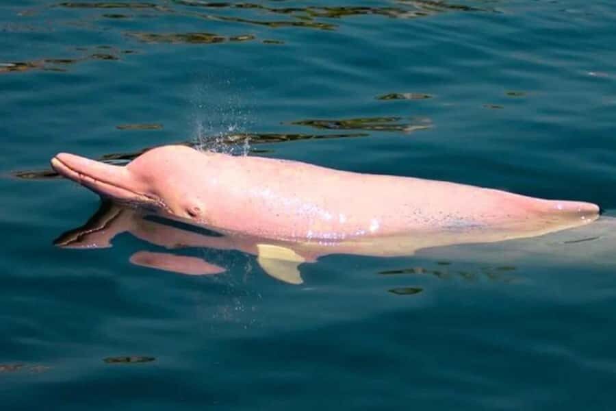 Iquitos || 2D in the Amazon, a natural wonder of the world - Exploring the Amazon: A Detailed Review