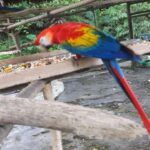 Iquitos: Amazonas 3 days 2 nights in Lodge and activities - What Makes This Tour Stand Out?
