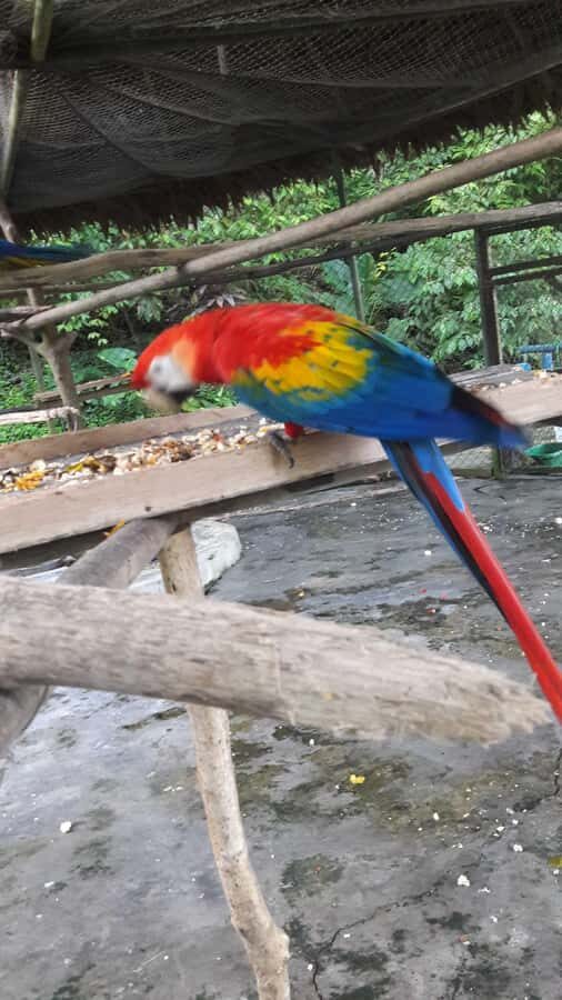 Iquitos: Amazonas 3 days 2 nights in Lodge and activities - What Makes This Tour Stand Out?