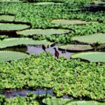 Iquitos : Full Day Amazon River Excursion - Navigating the Amazon: Wildlife and Floating Monkeys