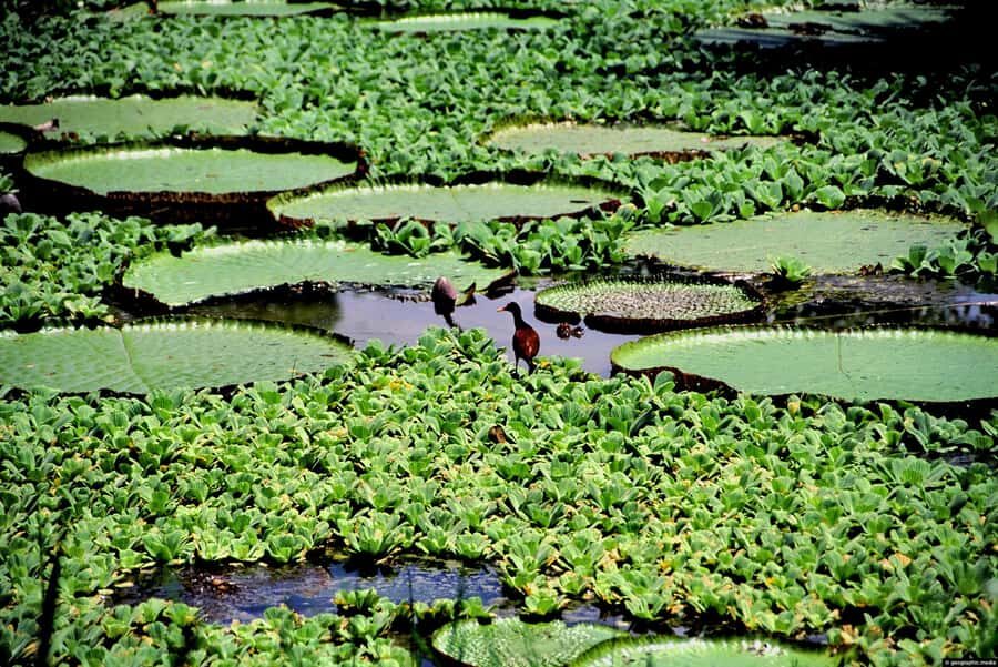 Iquitos : Full Day Amazon River Excursion - Navigating the Amazon: Wildlife and Floating Monkeys