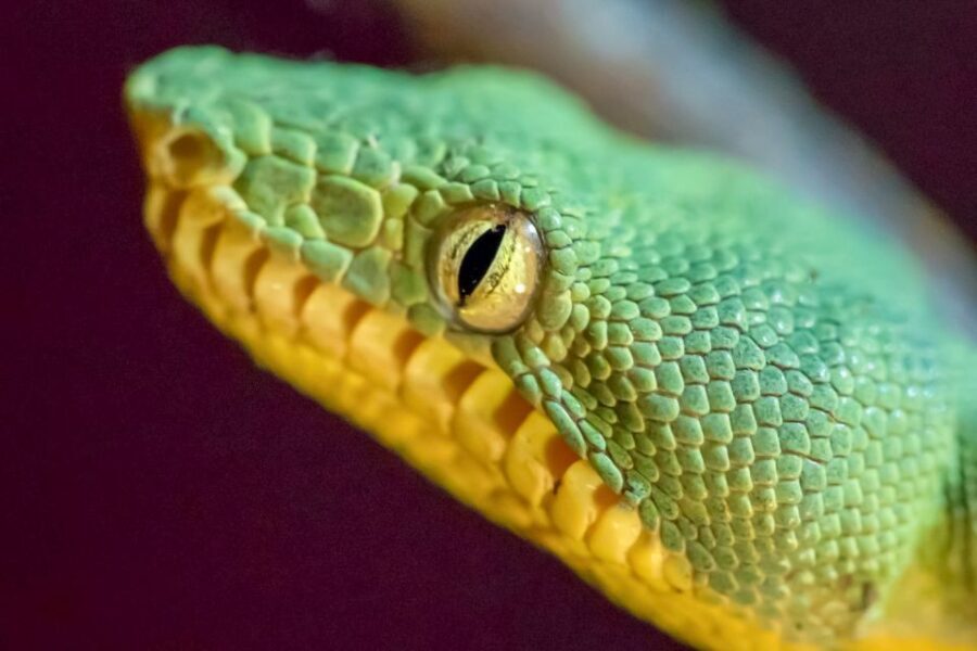 Iquitos: Full Day Pacaya Samiria National Reserve Tour - What Travelers Say