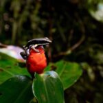Iquitos: Full-Day Poisonous Frogs Valley Tour - Practical Details and Tips