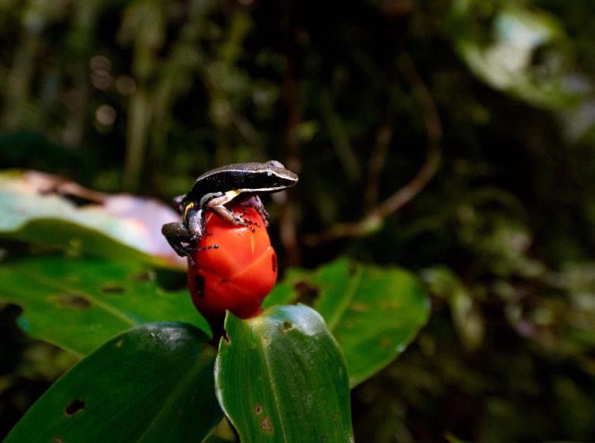 Iquitos: Full-Day Poisonous Frogs Valley Tour - Practical Details and Tips