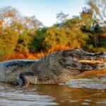 Iquitos: Full Day Tour in the Jungle | Amazon Safari - In-Depth Review
