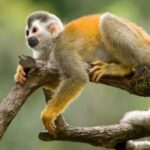 Iquitos: Monkey Island and Native Village Day Tour - Final Thoughts: Who Is This Tour Best For?