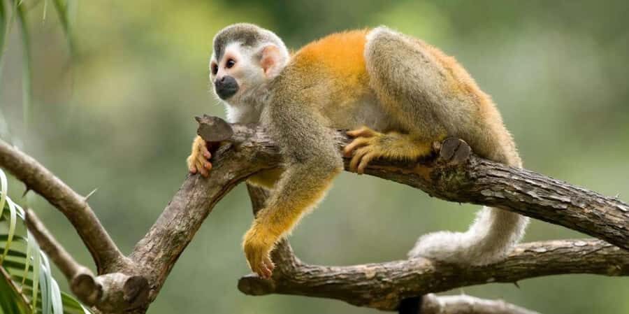Iquitos: Monkey Island and Native Village Day Tour - Final Thoughts: Who Is This Tour Best For?