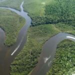 Iquitos: PACAYA- SAMIRIA 3 DAYS/2 NIGHTS - Day 3: Morning Wildlife and Return Journey