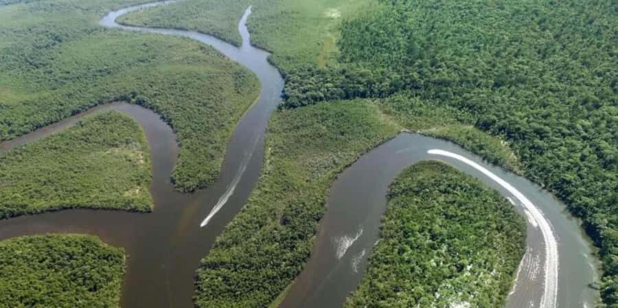 Iquitos: PACAYA- SAMIRIA 3 DAYS/2 NIGHTS - Day 3: Morning Wildlife and Return Journey