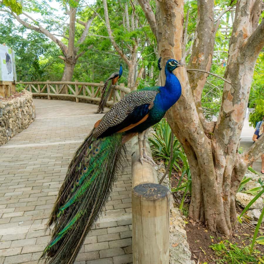 Isla Barú: Beach Club Access and Tour of the National Aviary - Practical Details: What to Expect
