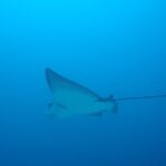 Isla Pinzón - Day Tour - From Santa Cruz - Islas Galápagos - Exploring Isla Pinzón: An Authentic Galápagos Experience