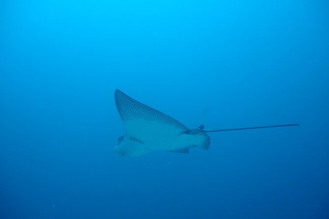 Isla Pinzón - Day Tour - From Santa Cruz - Islas Galápagos - Exploring Isla Pinzón: An Authentic Galápagos Experience