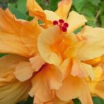 Island Life Tour - What Travelers Say and Why It Matters