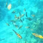 Island Skipper Private Boat Charter & Snorkel Experience - Exploring Nassau from the water: what’s included and what to expect